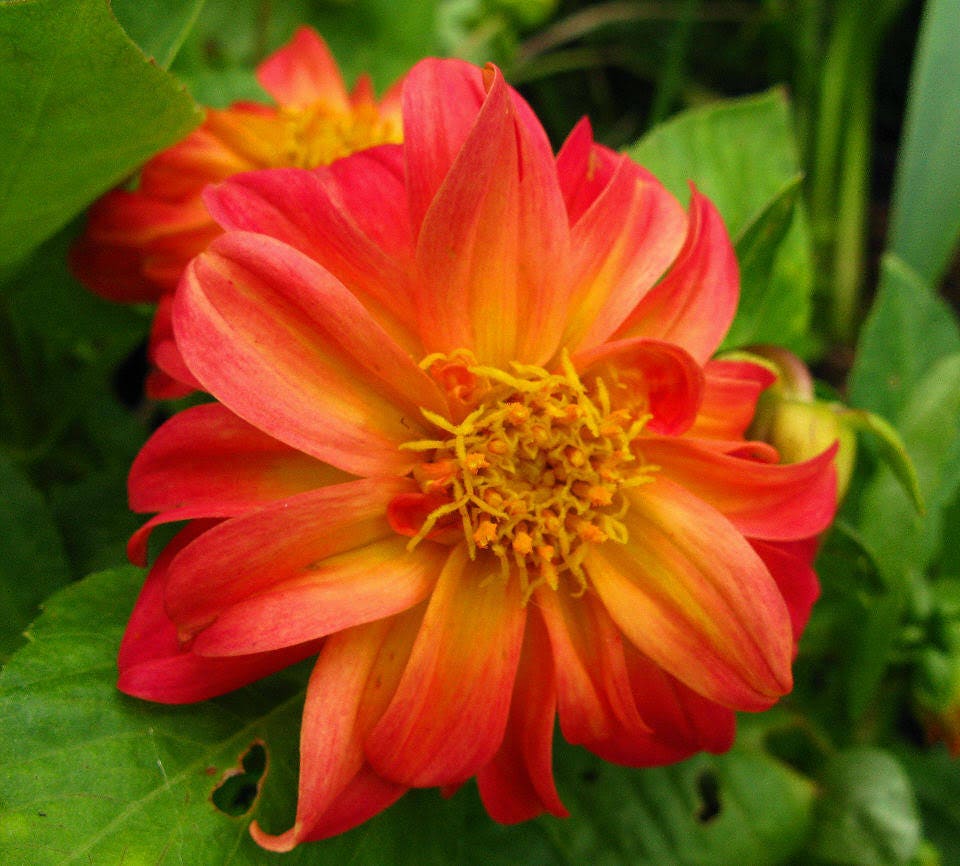 50 semillas de flores de dalia madrugadora de colores mixtos