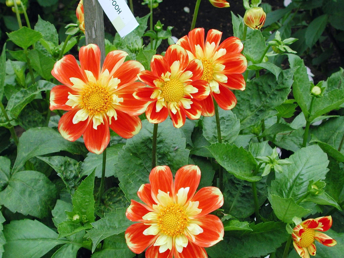 50 semillas de flores de dalia madrugadora de colores mixtos