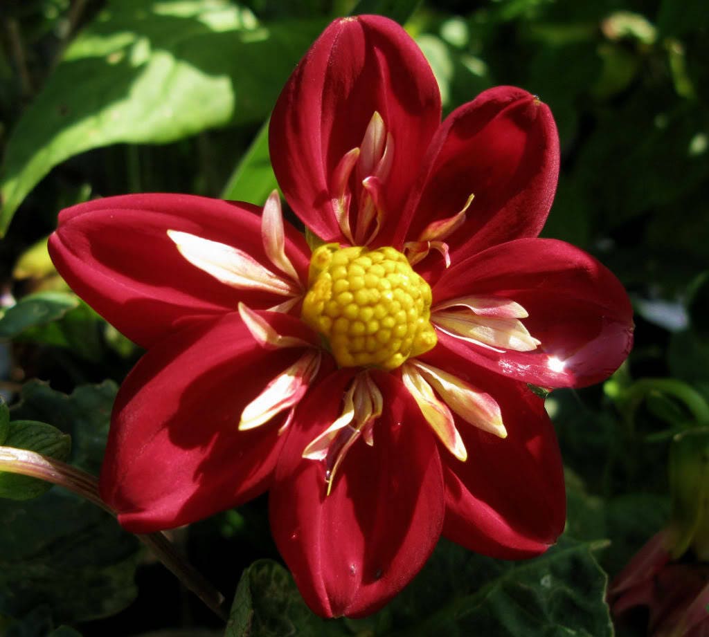 50 semillas de flores de dalia madrugadora de colores mixtos