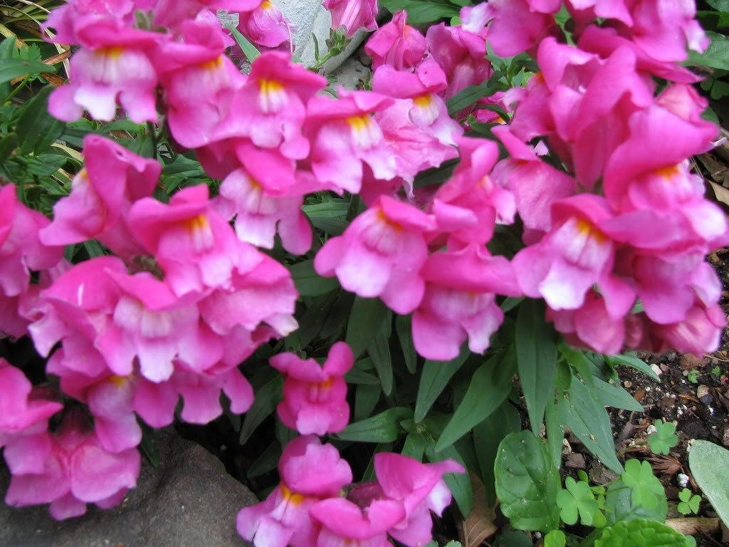 2000 semillas de flores de Linaria marroquí (Linaza de sapo)