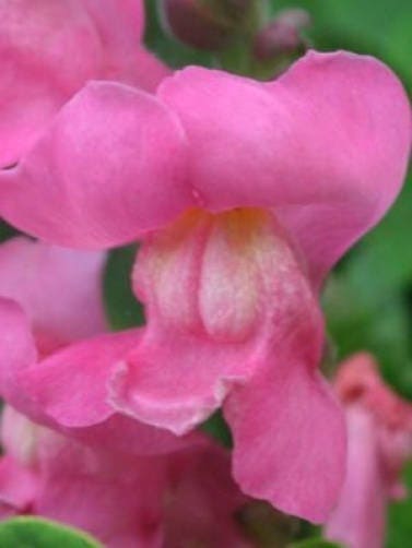 2000 semillas de flores de Linaria marroquí (Linaza de sapo)