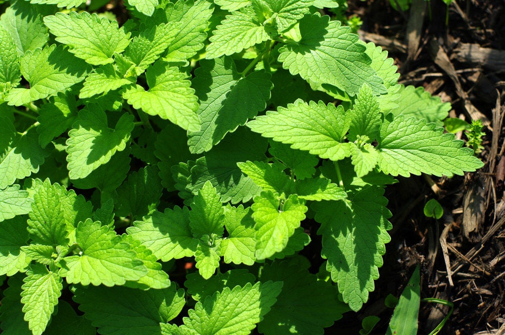 1000 HEIRLOOM CATNIP Nepeta Cataria Herb Flower Seeds