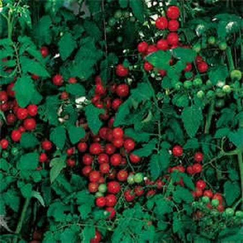 300 PEQUEÑAS SEMILLAS DE TOMATE CHERRY ROJO Lycopersicon Lycopersicum