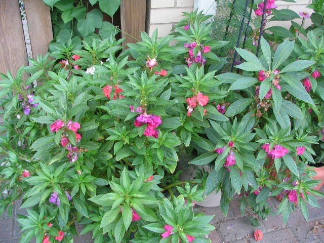 100 IMPATIENS (Balsam / Lady Slipper / Touch Me Not) Impatiens Balsamina Flower Seeds