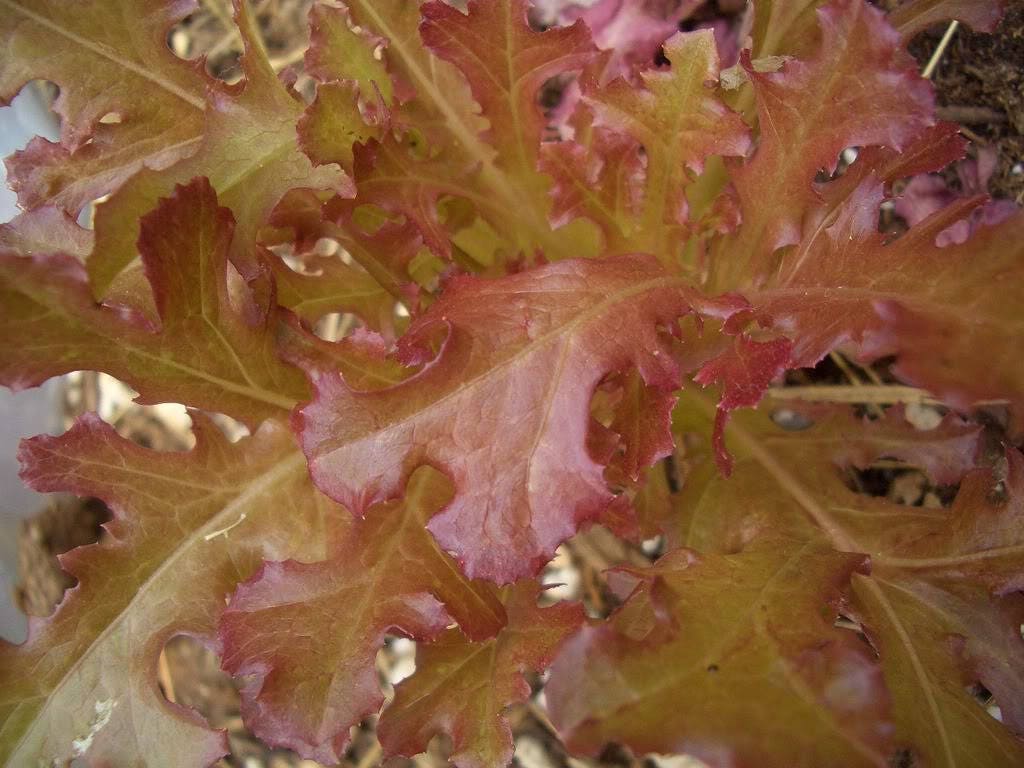 3000 CIMMARON Lechuga romana roja Semillas de hortalizas Lactuca Sativa