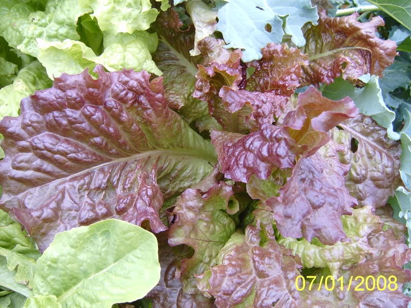 3000 CIMMARON Lechuga romana roja Semillas de hortalizas Lactuca Sativa