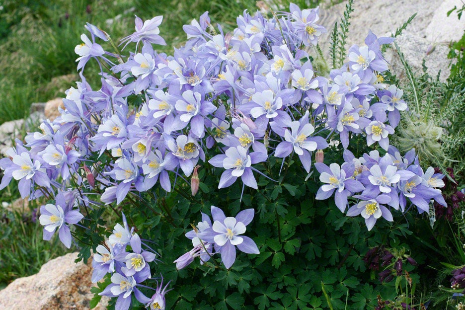 50 semillas de flores de Aquilegia caerulea (Aquilegia caerulea) de las Montañas Rocosas azules