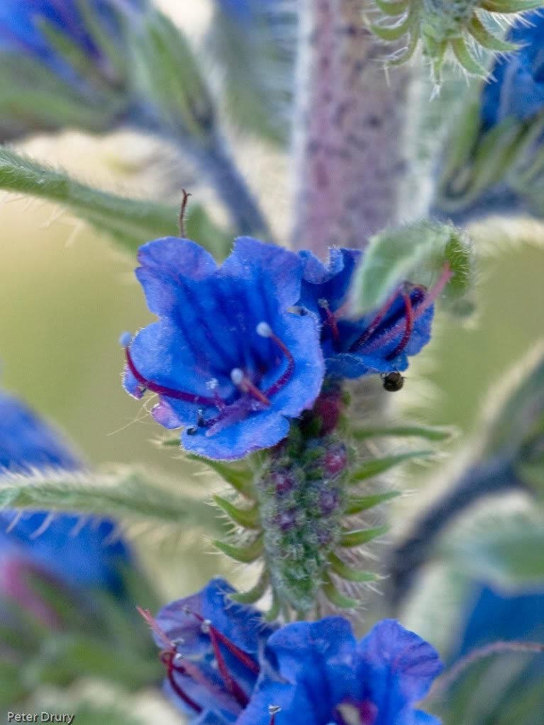 100 semillas de flores azules VIPERS BUGLOSS Echium Vulgare