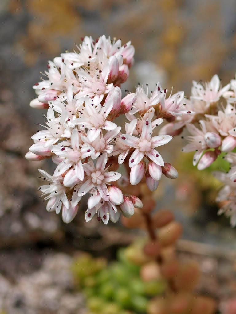 50 SEASTAR / WIDOWS Cross SEDUM Sea Star Stonecrop Sedum Pulchellum Flower Seeds
