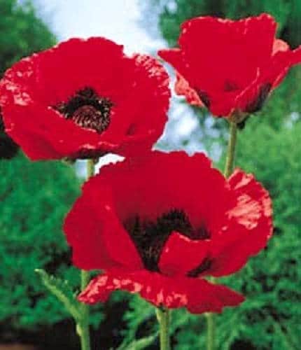 100 BEAUTY Of Livermere ORIENTAL POPPY Papaver Orientale Flower Seeds