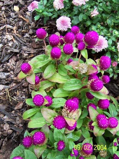 50 GLOBE AMARANTH MIX Gomphrena Globosa Semillas de flores de amaranto de colores mixtos