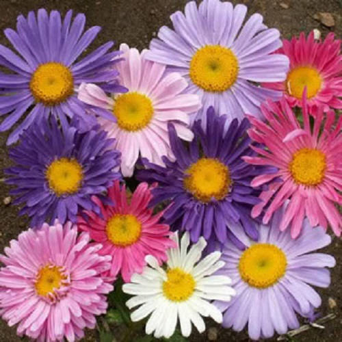 250 semillas de flores de aster chino Callistephus chinensis de colores mixtos