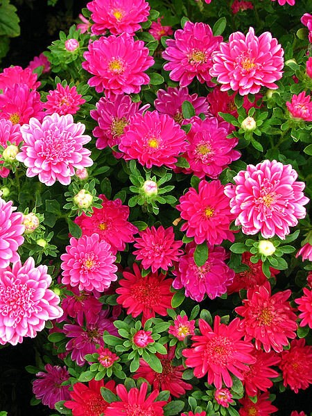 250 semillas de flores de aster chino Callistephus chinensis de colores mixtos
