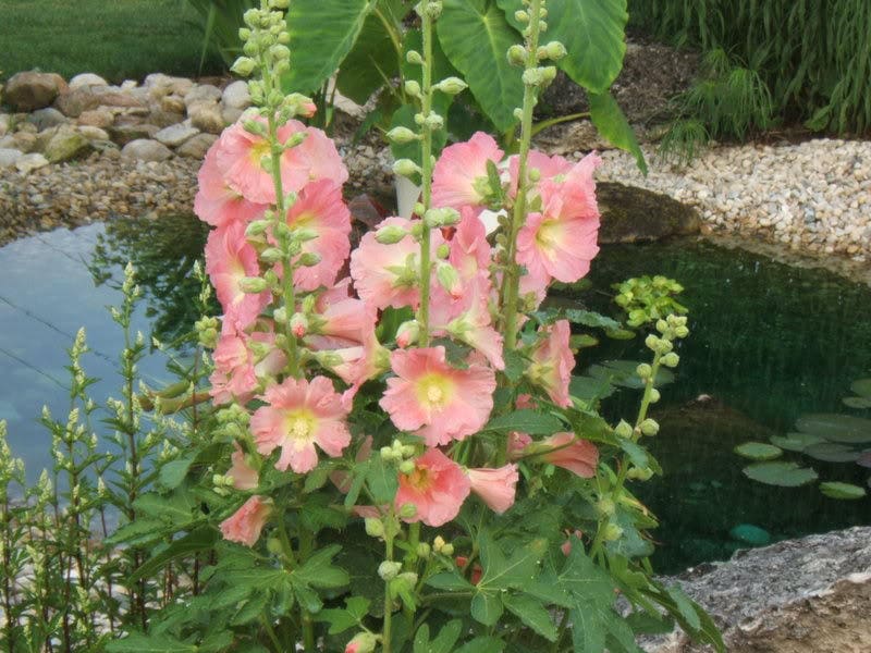 50 colores mezclados Malvarrosa Rey Enrique VIII Mezcla Alcea Rosea Semillas de flores