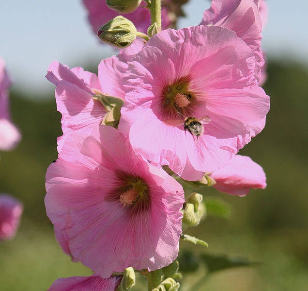 50 colores mezclados Malvarrosa Rey Enrique VIII Mezcla Alcea Rosea Semillas de flores