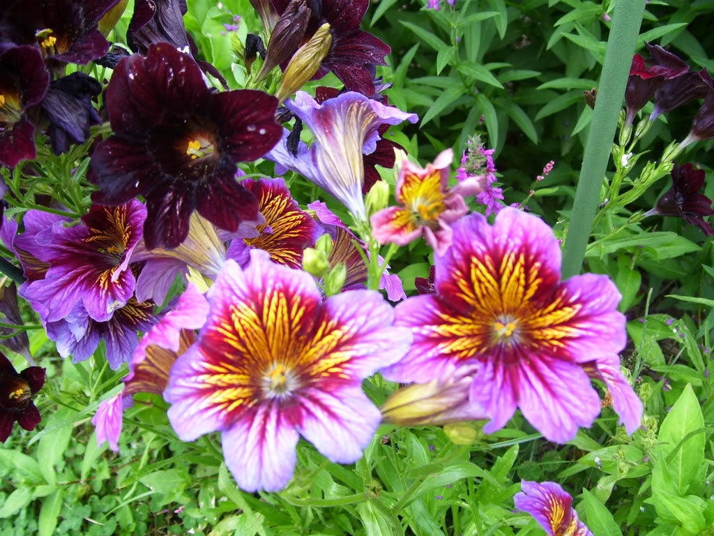 200 Mixed Colors PAINTED TONGUE (Velvet Trumpet Flower) Salpiglossis Grandiflora Virgiana Flower Seeds