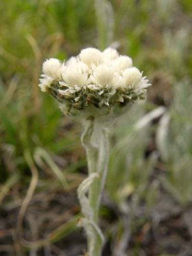 150 White PUSSYTOES Cats Paws Antennaria Flower Seeds