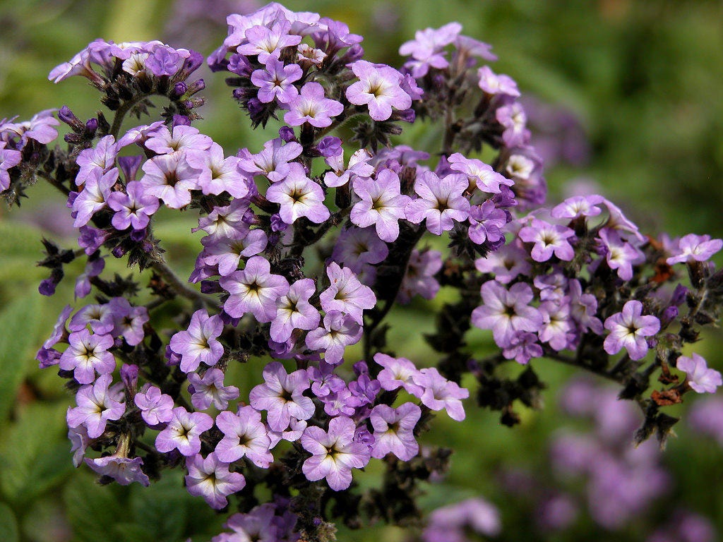 50 semillas de flores de Heliotropo marino azul Heliotropium Arborescens