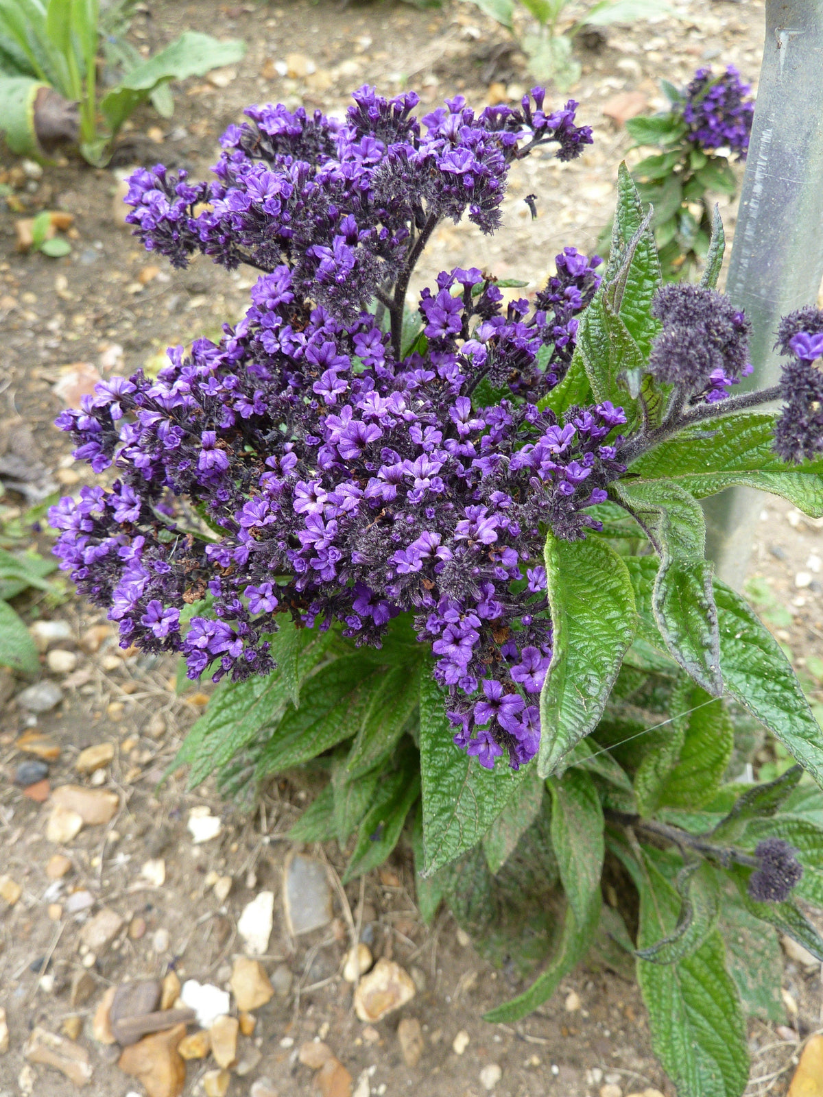 50 semillas de flores de Heliotropo marino azul Heliotropium Arborescens