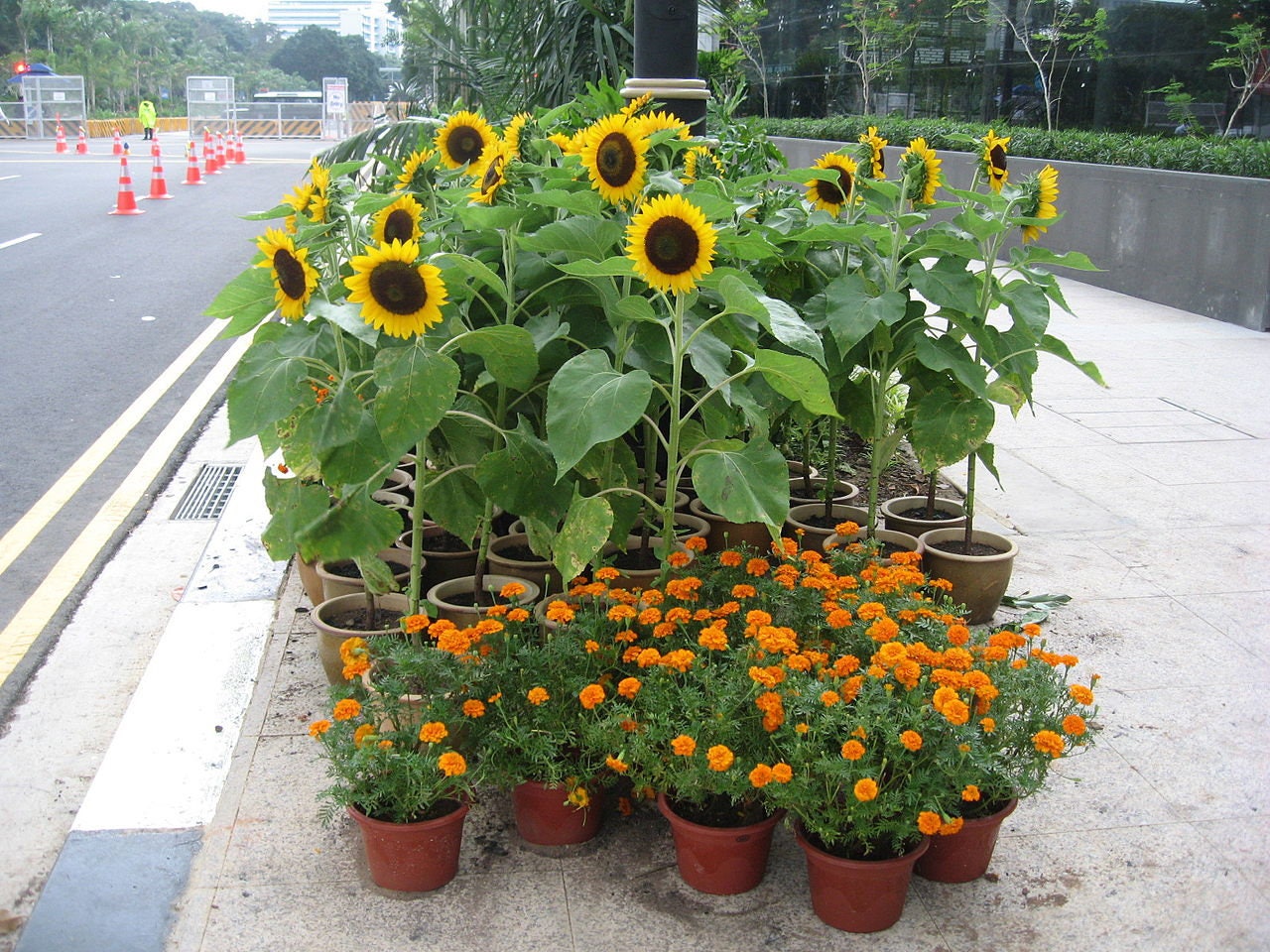30 INCREÍBLES SEMILLAS DE FLOR DE GIRASOL ENANO Helianthus Annuus