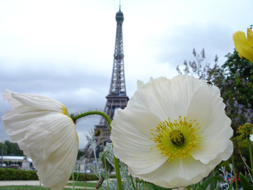 250 semillas de flores de amapola blanca persa (Papaver somniferum)