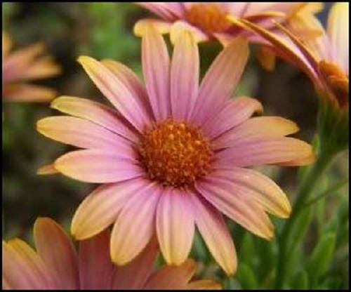 25 semillas de flor de albaricoque de Dimorphotheca Sinuata de margarita africana de salmón