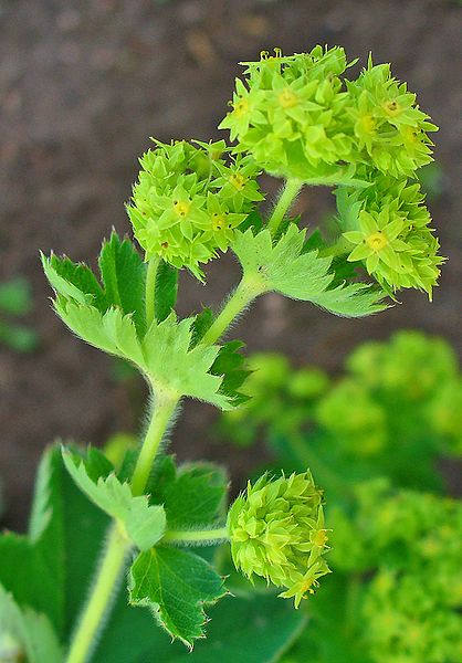 100 LADYS MANTLE Alchemilla Mollis Flower Seeds