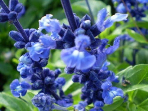 50 semillas de flores de salvia azul de Oxford, salvia viridis, salvia esclarea pintada, horminum.