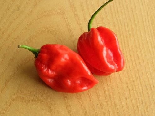 50 semillas de chile habanero rojo picante Capsicum Chinense