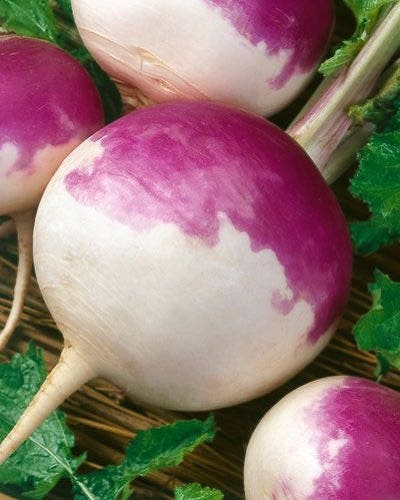3000 semillas de nabo globo blanco de color morado superior de Brassica Rapa
