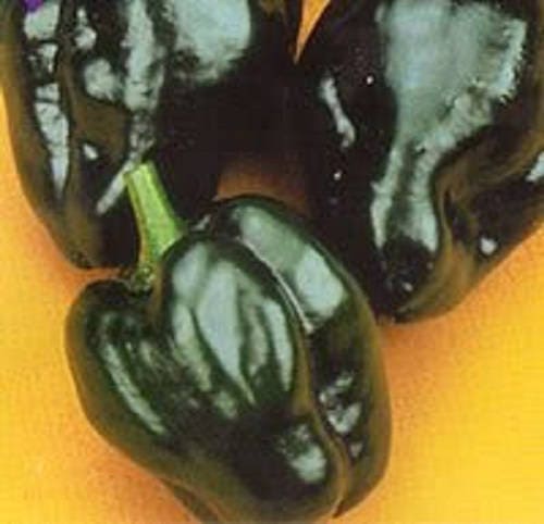 50 chiles poblanos anchos Semillas de vegetales de chile Capsicum annuum