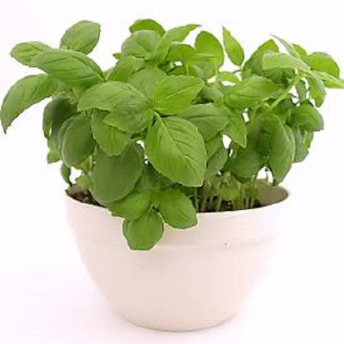 2000 semillas de flores de hierba de albahaca dulce genovesa Ocimum basilicum