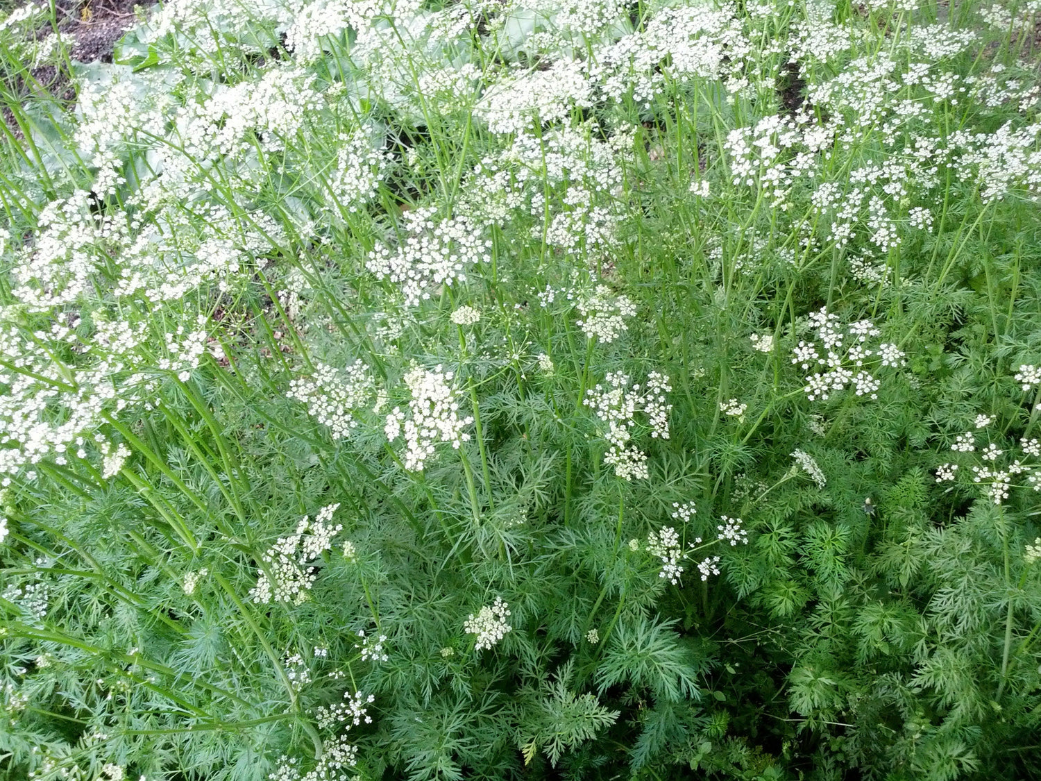 500 Organic CUMIN Cuminum Cyminum Herb Flower Seeds