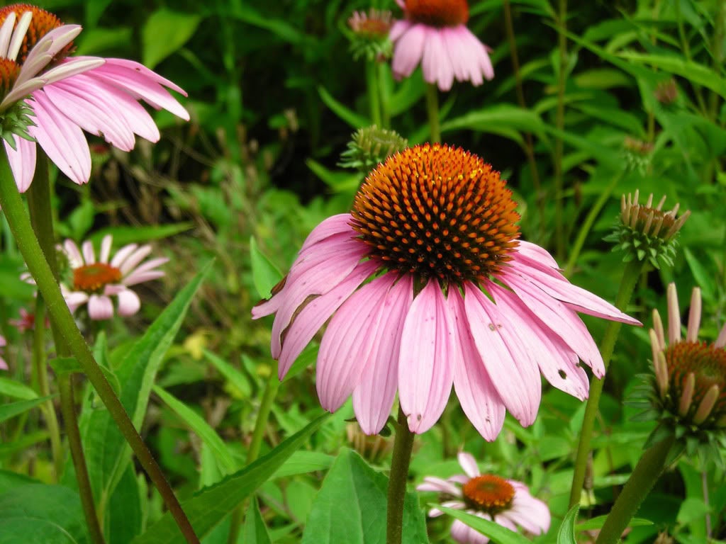 50 PINK BABY CONEFLOWER Echinacea Pallida Flower Seeds