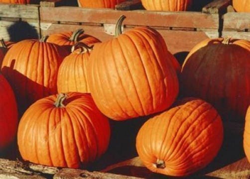 50 semillas de calabaza Jack O Lantern Cucurbita Maxima