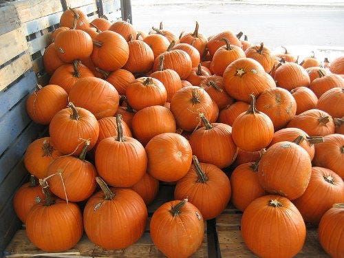 50 semillas de calabaza Jack O Lantern Cucurbita Maxima