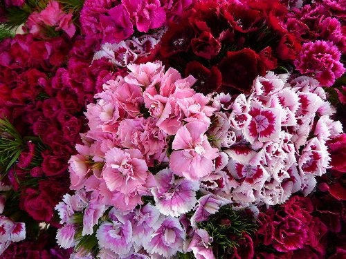 500 colores mixtos SWEET WILLIAM Dianthus Barbatus mezcla de colores rojo blanco rosa semillas de flores bicolores