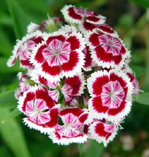 500 colores mixtos SWEET WILLIAM Dianthus Barbatus mezcla de colores rojo blanco rosa semillas de flores bicolores