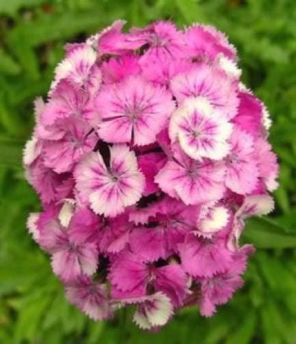 500 colores mixtos SWEET WILLIAM Dianthus Barbatus mezcla de colores rojo blanco rosa semillas de flores bicolores
