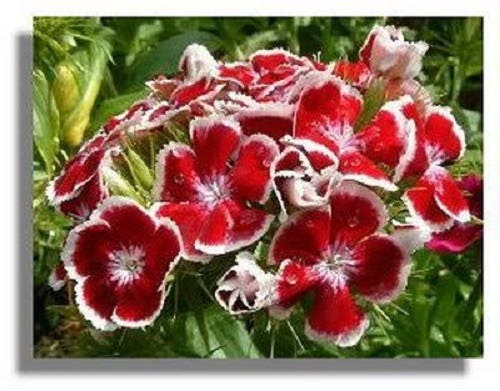 500 colores mixtos SWEET WILLIAM Dianthus Barbatus mezcla de colores rojo blanco rosa semillas de flores bicolores