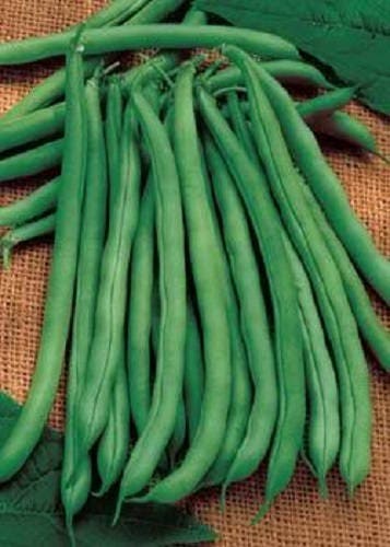 50 semillas de judías verdes (Phaseolus vulgaris) de Blue Lake