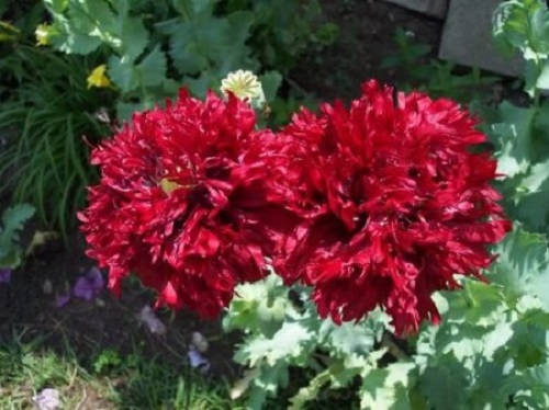 100 semillas de flores gigantes de amapola peonía roja doble (Papaver peoniflorum)