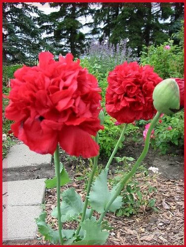 100 semillas de flores gigantes de amapola peonía roja doble (Papaver peoniflorum)
