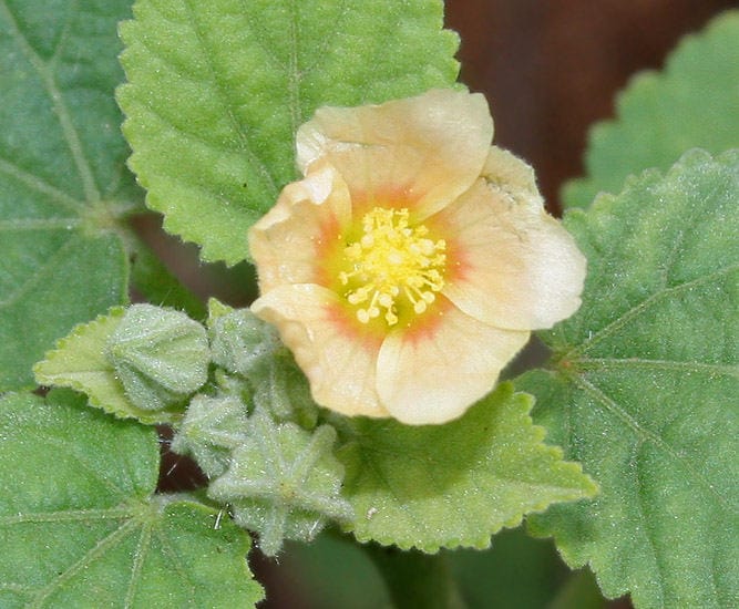 100 semillas de flores de Sida Cordifolia (Malva campestre)