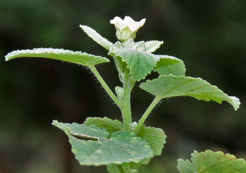 100 semillas de flores de Sida Cordifolia (Malva campestre)