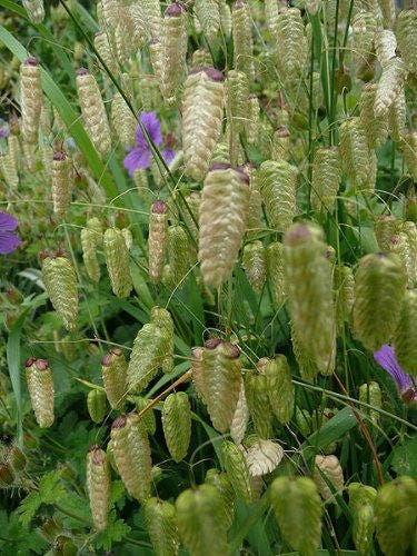 100 QUAKING GRASS (Rattlesnake Grass) Briza Maxima Seeds