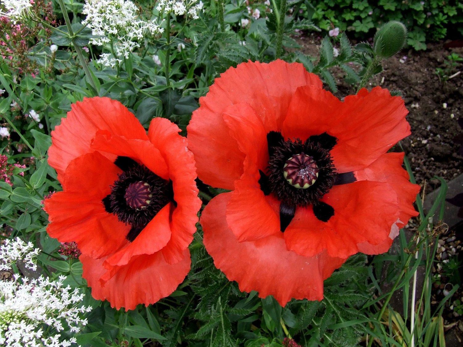 500 ORIENTAL RED Mix POPPY Papaver Orientale Flower Seeds