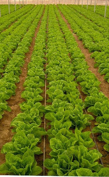 3000 semillas de lechuga Lactuca sativa de hojas verdes sueltas GRAND RAPIDS
