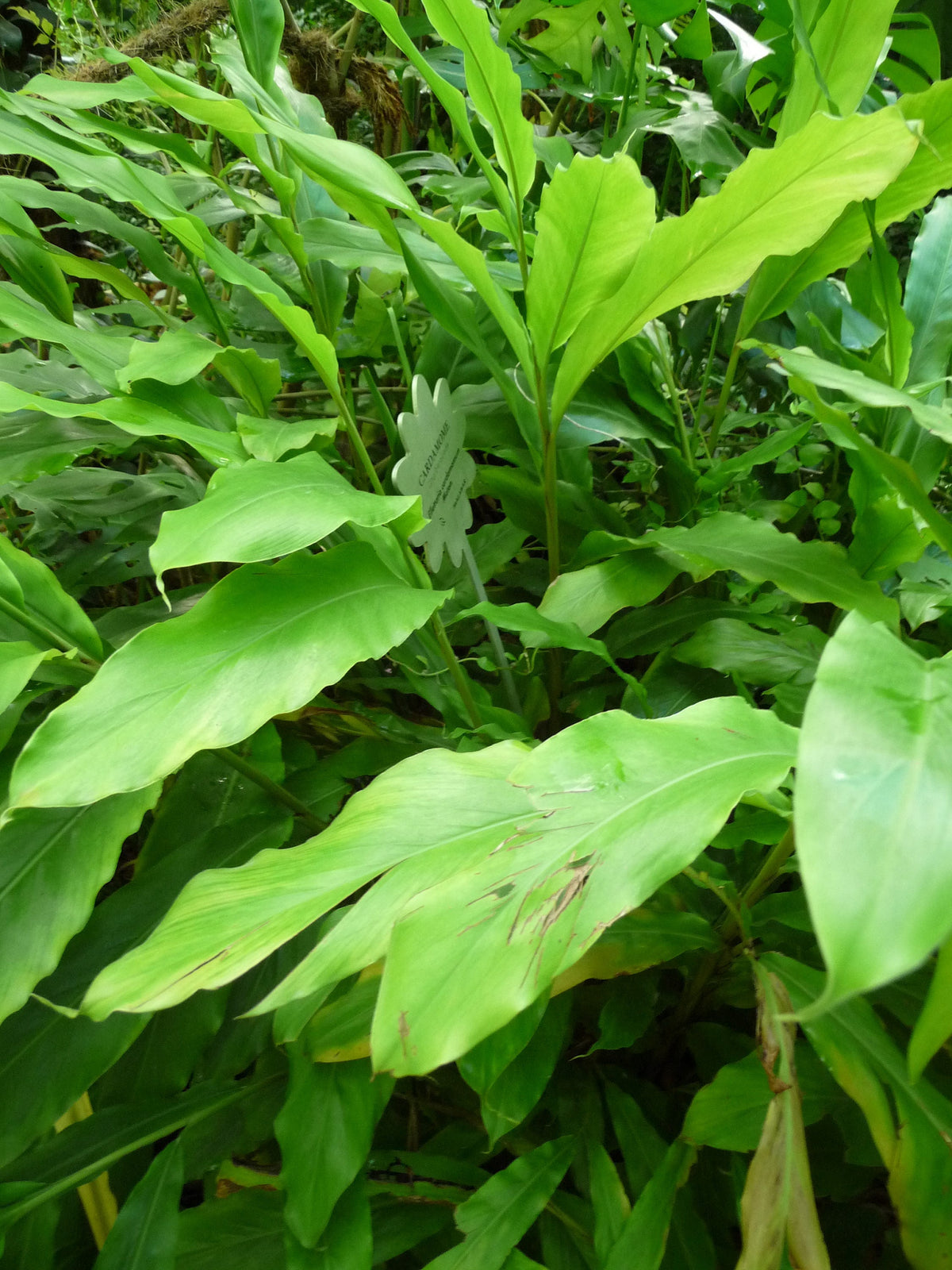 5 CARDAMON CARDAMOMO Elettaria Cardamomum HIERBA Flor Arbusto Árbol Semillas
