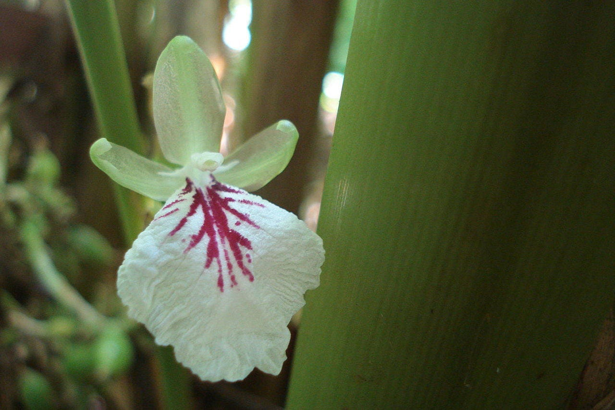 5 CARDAMON CARDAMOMO Elettaria Cardamomum HIERBA Flor Arbusto Árbol Semillas